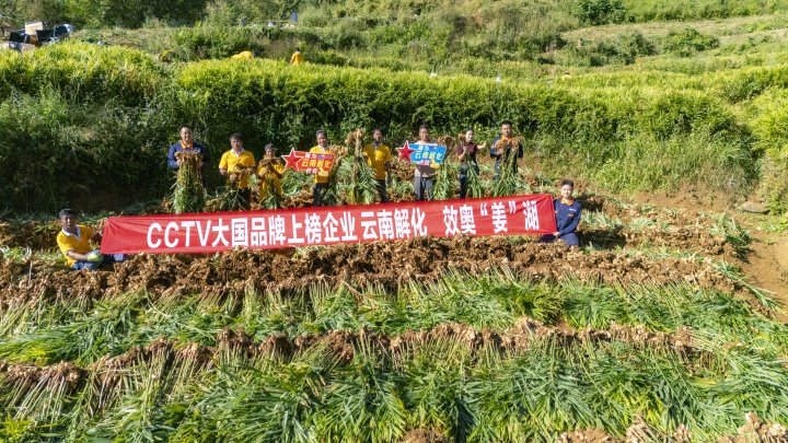 墨江象鼻村生姜大丰收！从莳植、施肥到采摘，，，，，，云南解化全程“呵护”